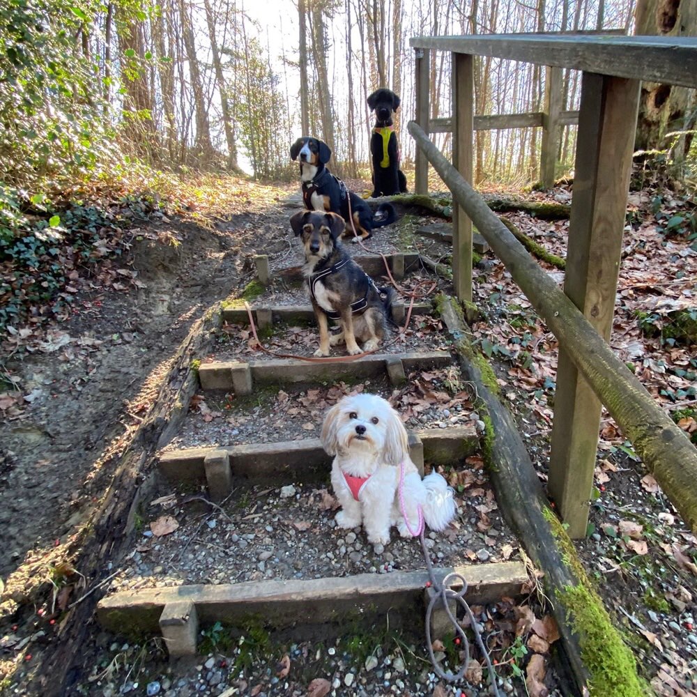 Hundetreffen-Wandergruppe-Profilbild