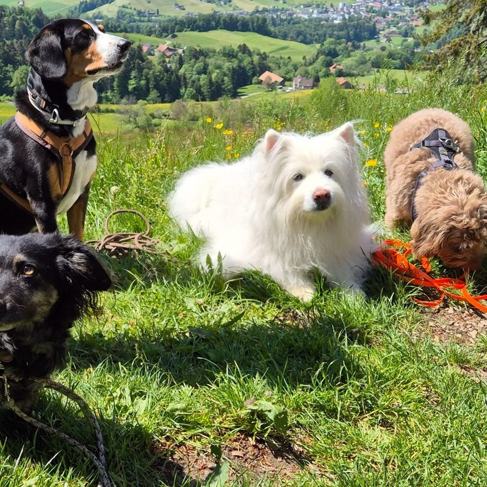 Hundetreffen-Hundewandergruppe Zürcher Oberland🇨🇭🐩🐕🐕‍🦺🐶-Profilbild