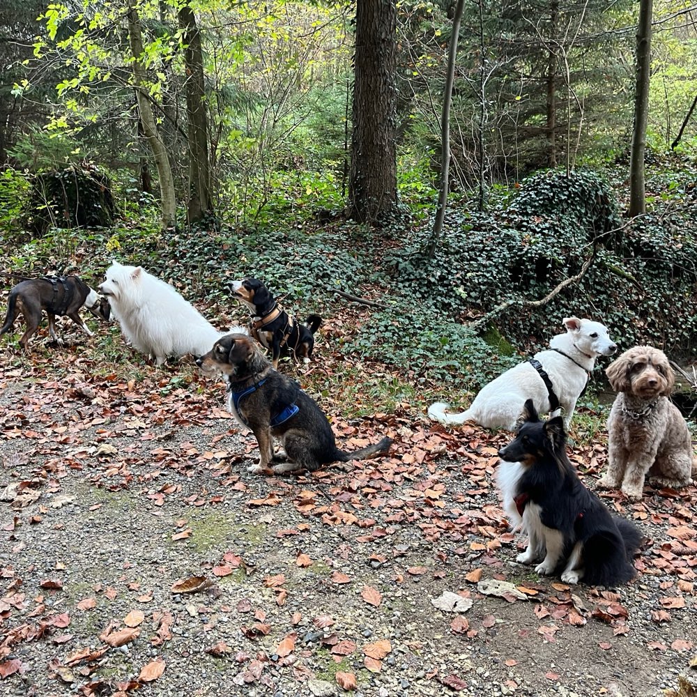Hundetreffen-Hunde-Wandergruppe Zürcher Oberland🇨🇭🐩🐕🐕‍🦺🐶-Profilbild