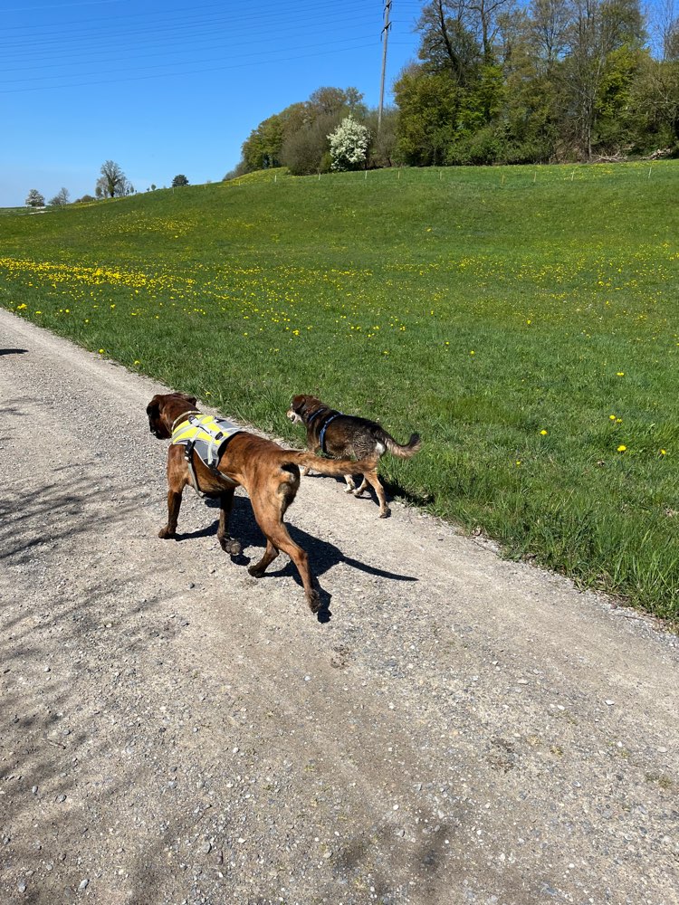 Hundetreffen-Abigspaziergang  „zäme go laufe“ 🦮🐕‍🦺🐾🐩🐕-Profilbild