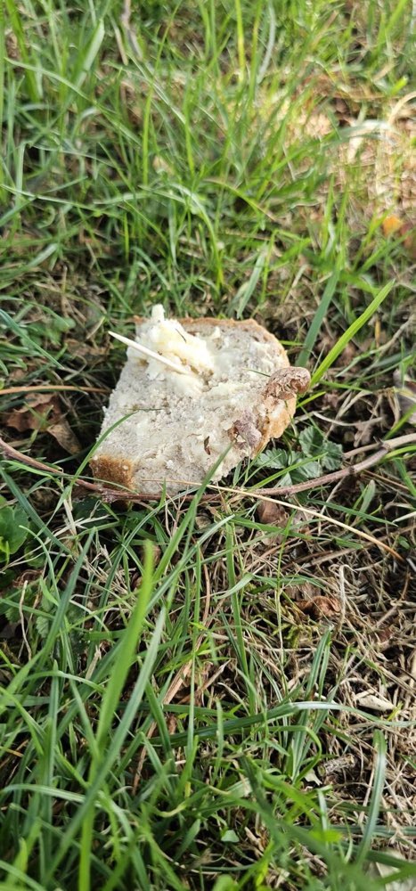 Giftköder-Brotköder mit Zahnstocher versetzt-Profilbild