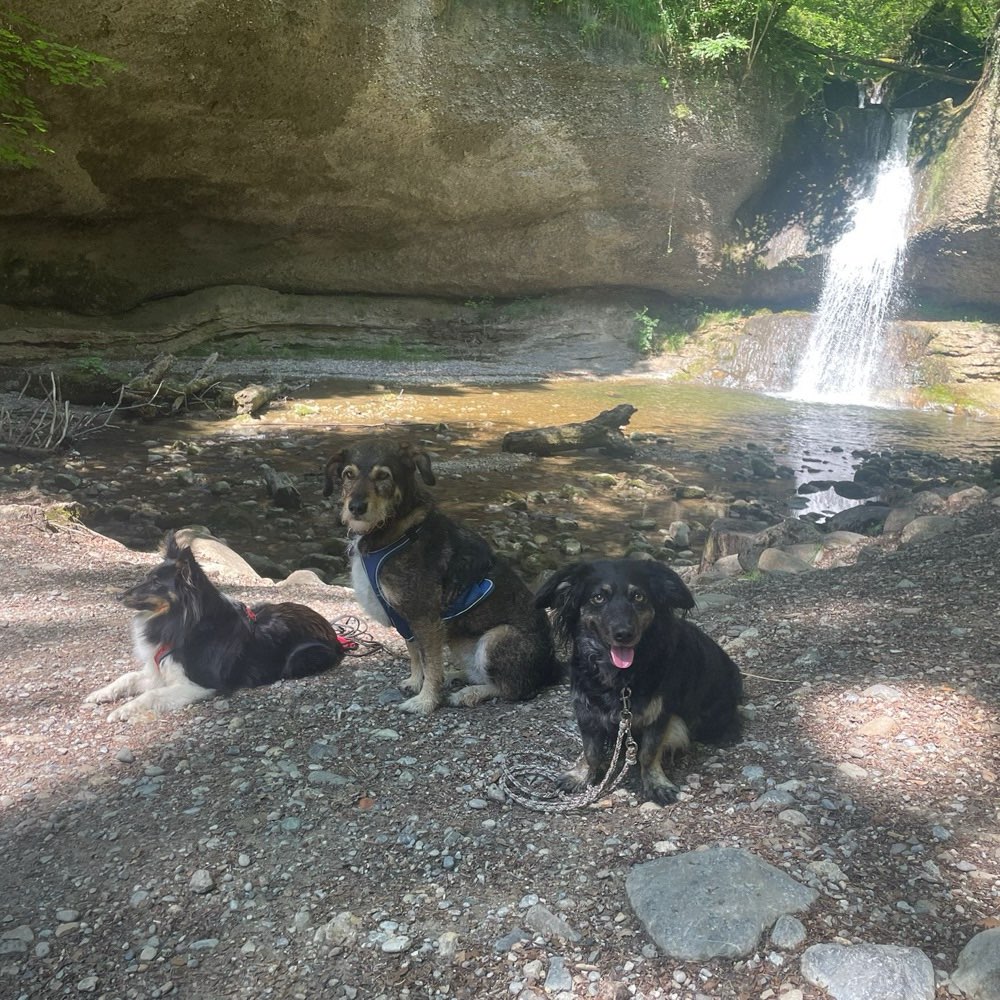 Hundetreffen-Hundewandergruppe Zürcher Oberland🇨🇭🐩🐕🐕‍🦺🐶-Profilbild