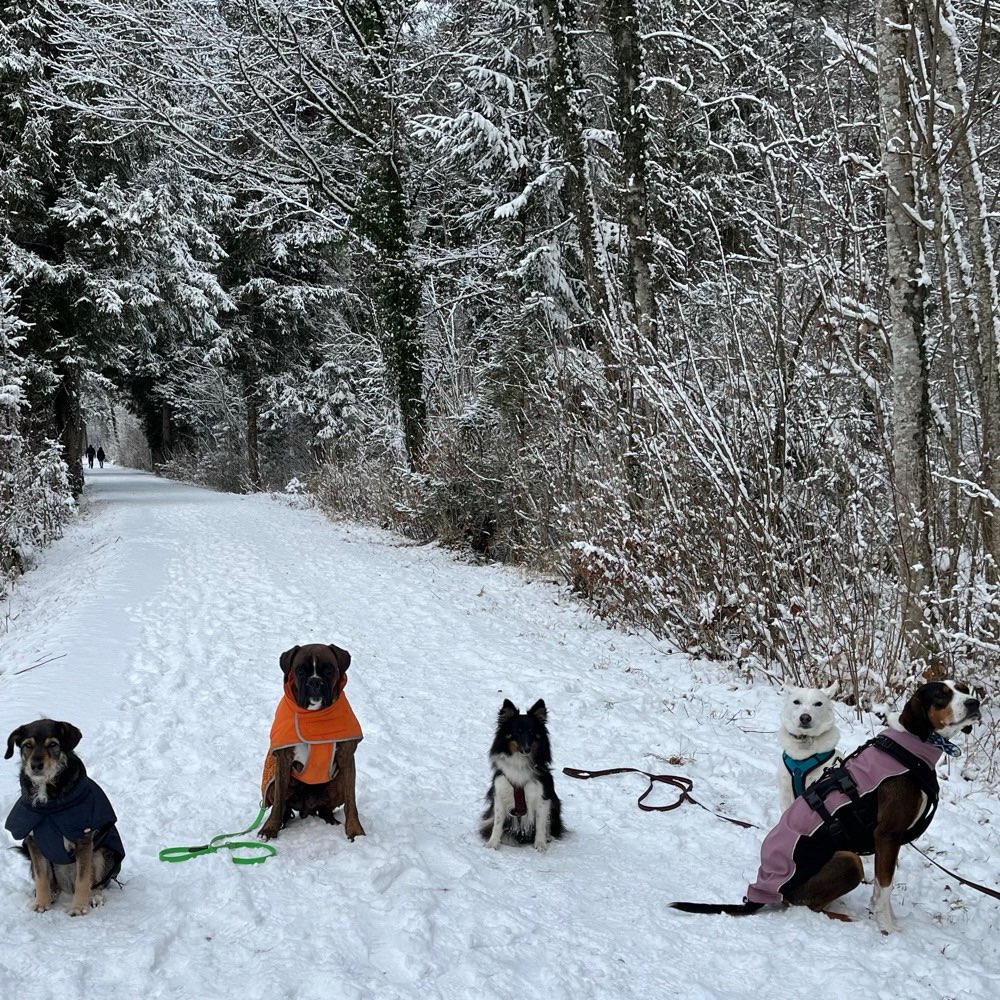 Hundetreffen-Hunde-Wandergruppe Zürcher Oberland🇨🇭🐩🐕🐕‍🦺🐶-Profilbild