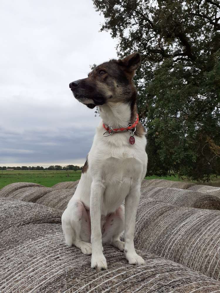 Hundetreffen-Gemeinsam spazieren gehen 🐾-Profilbild