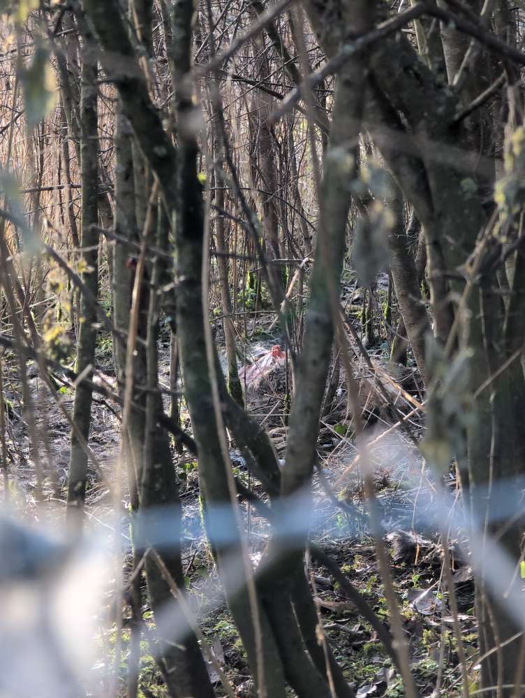 Giftköder-Tierkadaver-Profilbild