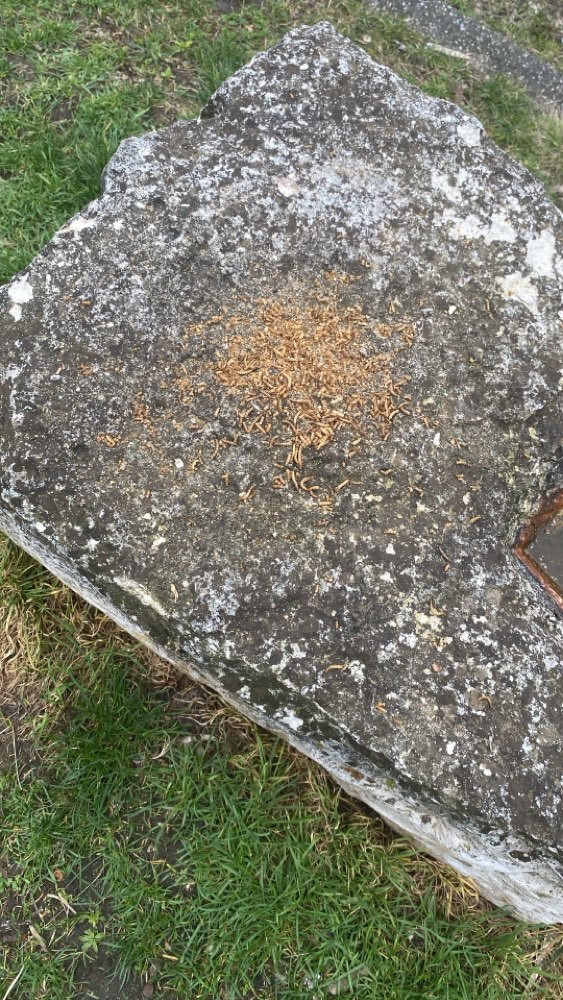 Giftköder-Achtung Würmer ausgelegt-Profilbild