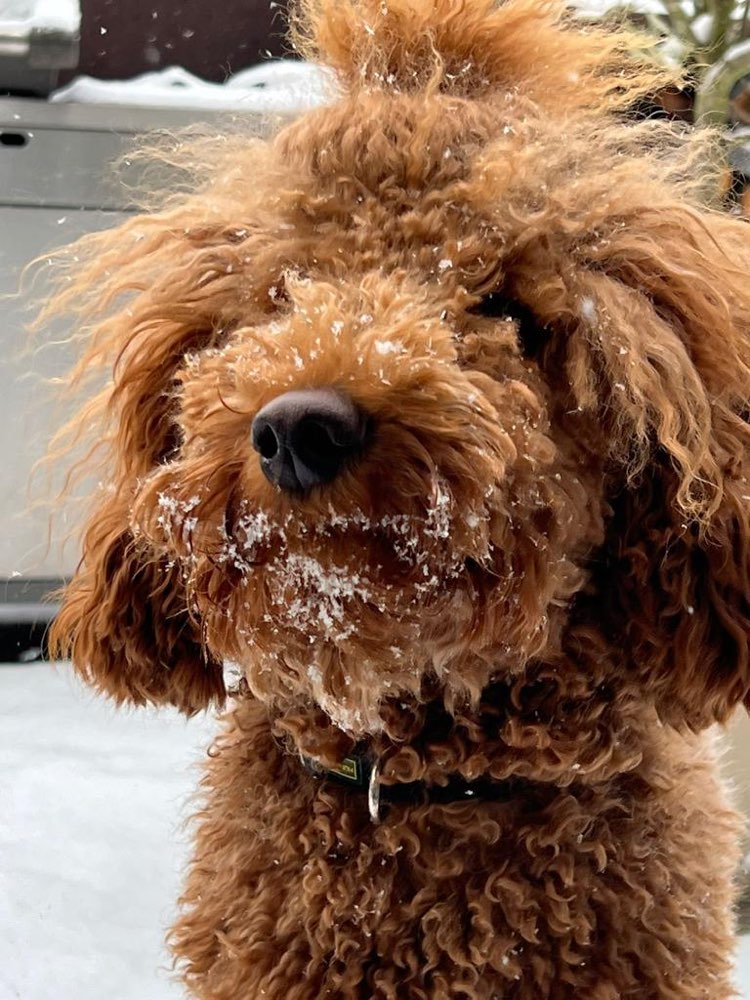 Hundetreffen-junghunde treffen-Profilbild
