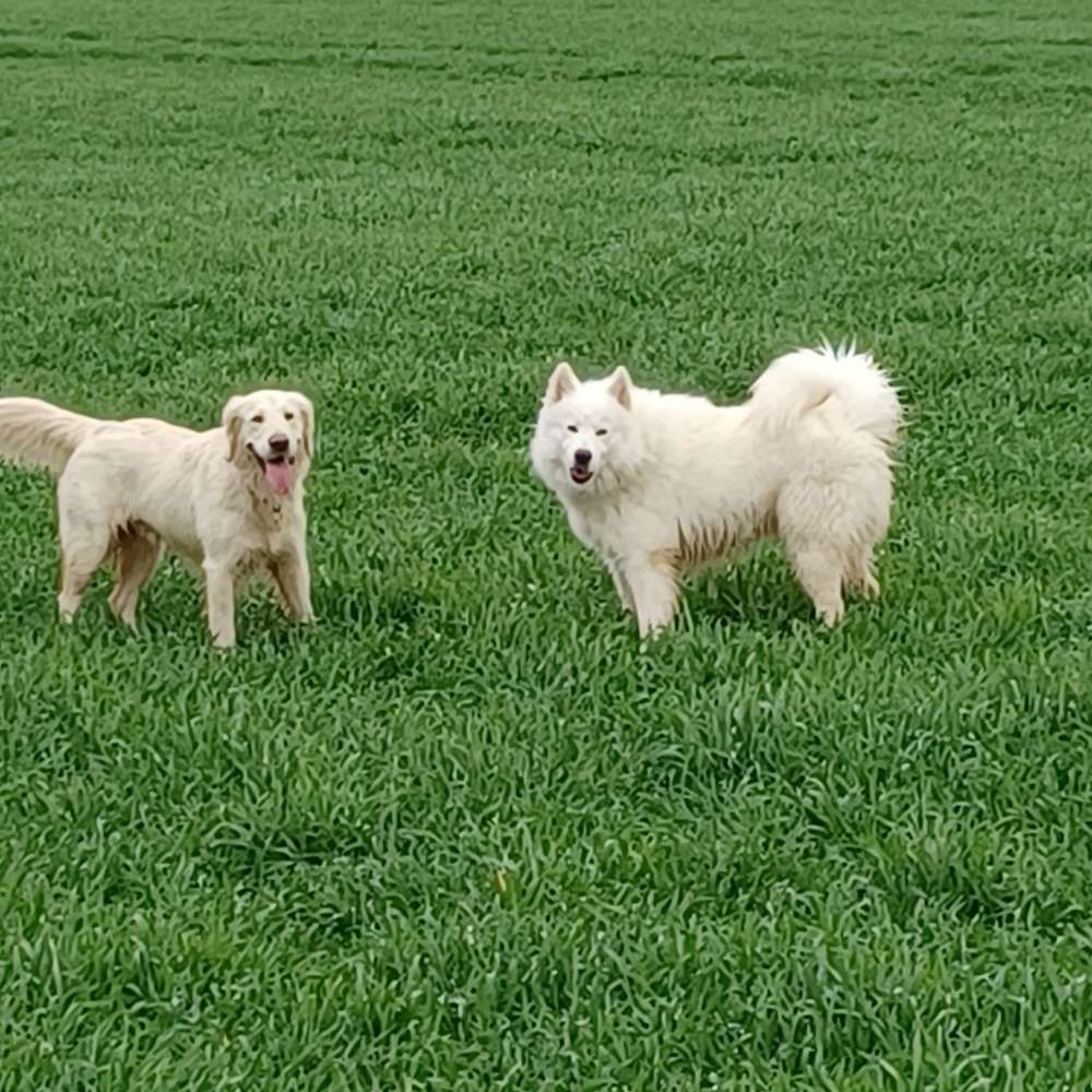 Hundetreffen-Treffen zum spielen-Profilbild