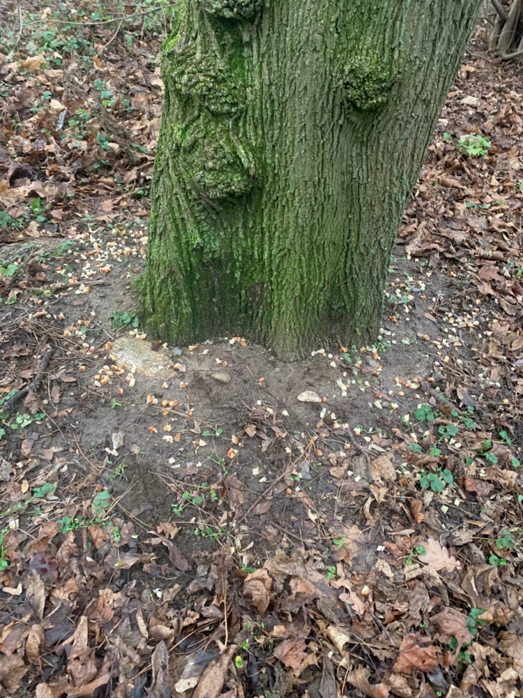Giftköder-Brotstücke ausgelegt-Profilbild