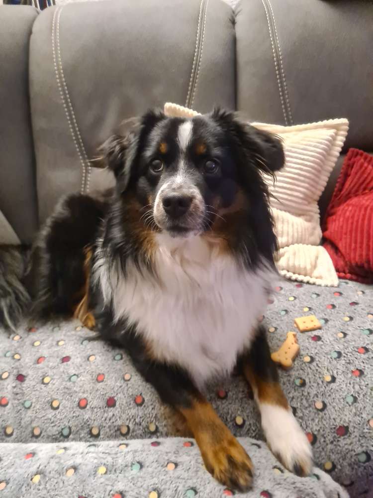 Hundetreffen-Gassi-Runde-Profilbild