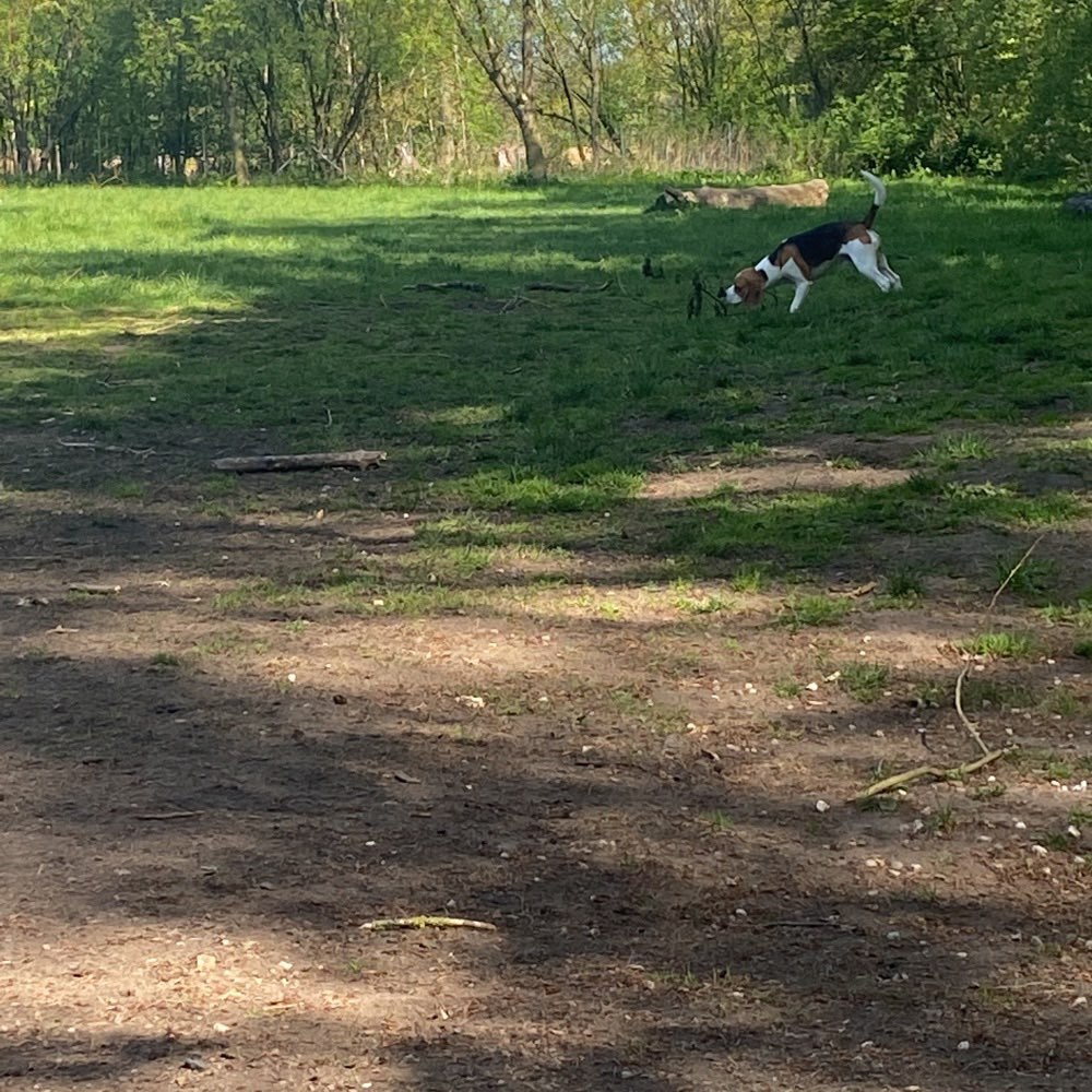 Hundetreffen-Beagle Treffen-Profilbild