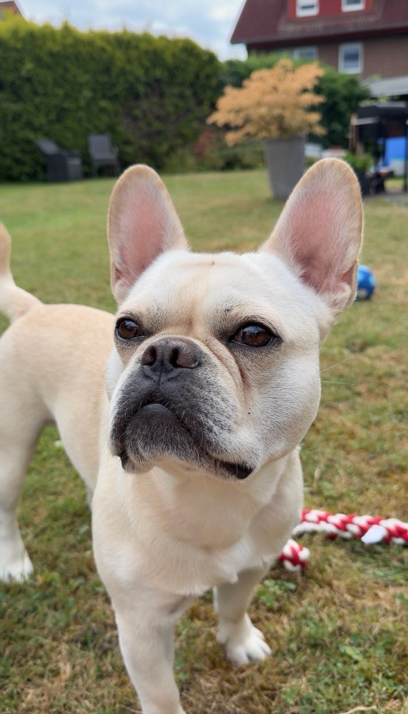 Hundetreffen-Spieletreff 🩵-Profilbild