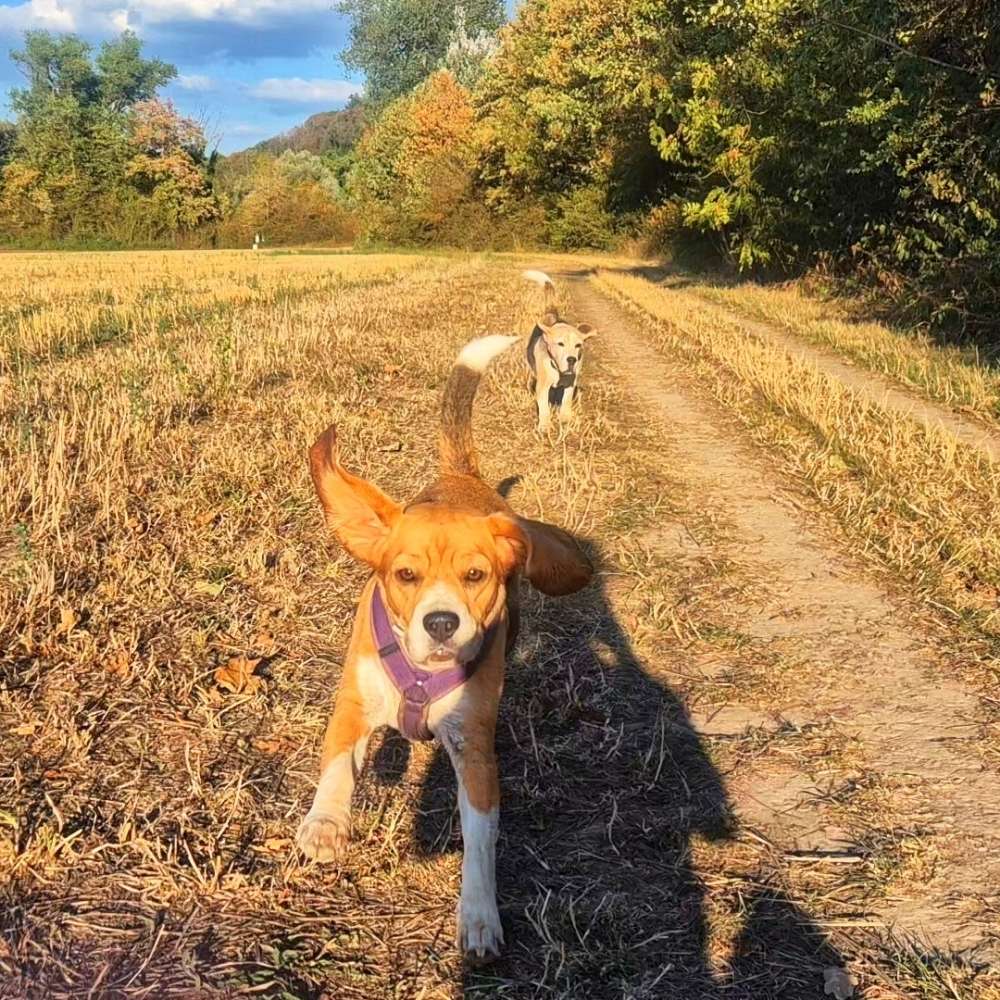 Hundetreffen-Spazieren & Spielen-Profilbild