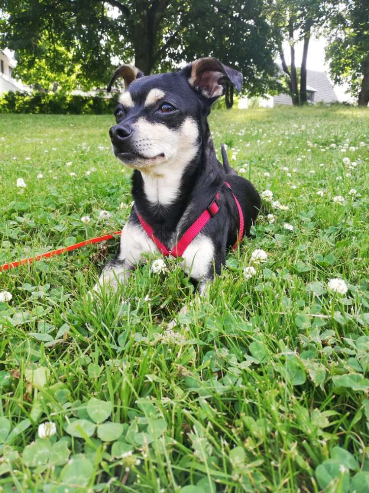 Hundetreffen-Kleine Hunde Wiesbaden-Profilbild