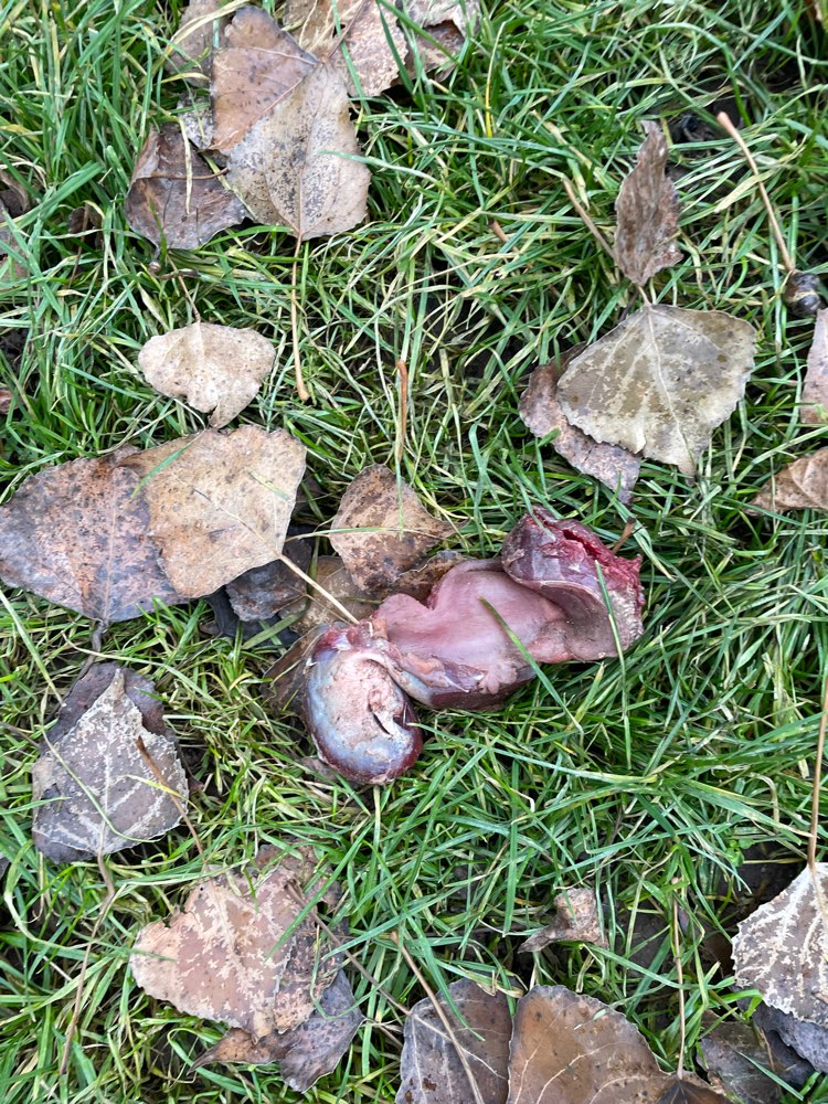 Giftköder-Fleischstücke-Profilbild