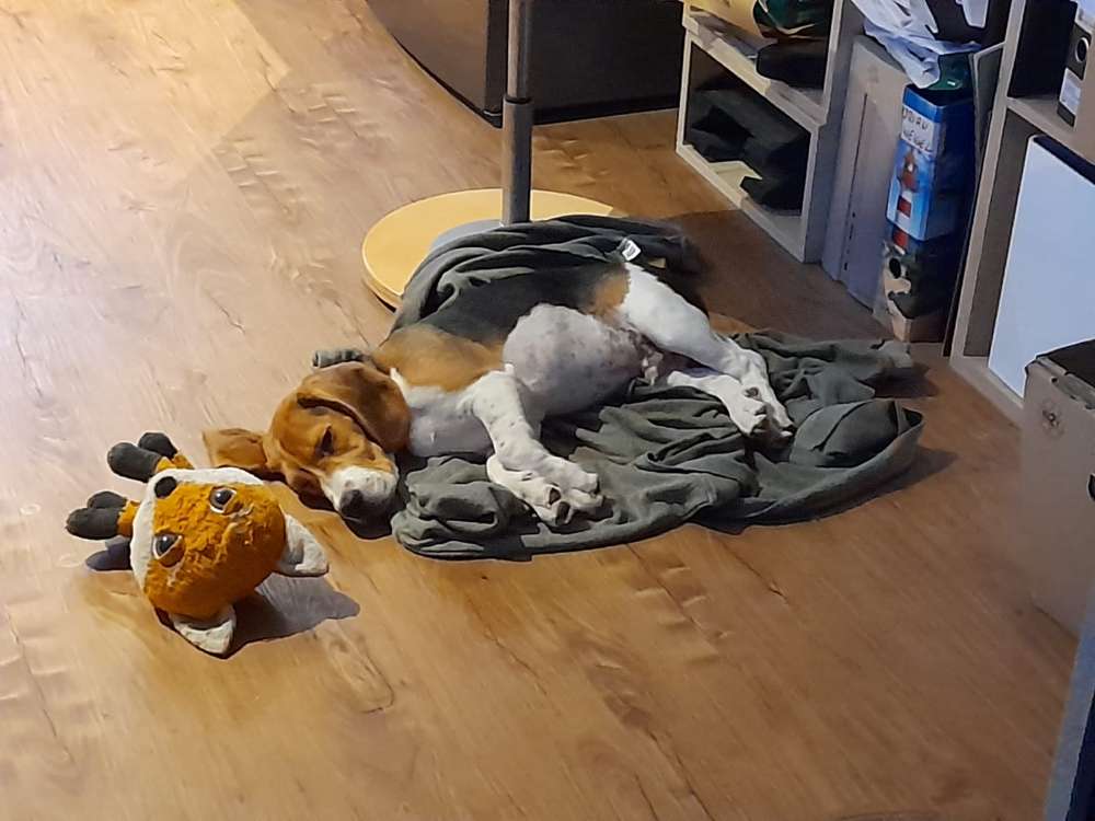 Hundetreffen-Suchen hundefreunde für einen beagel-Profilbild