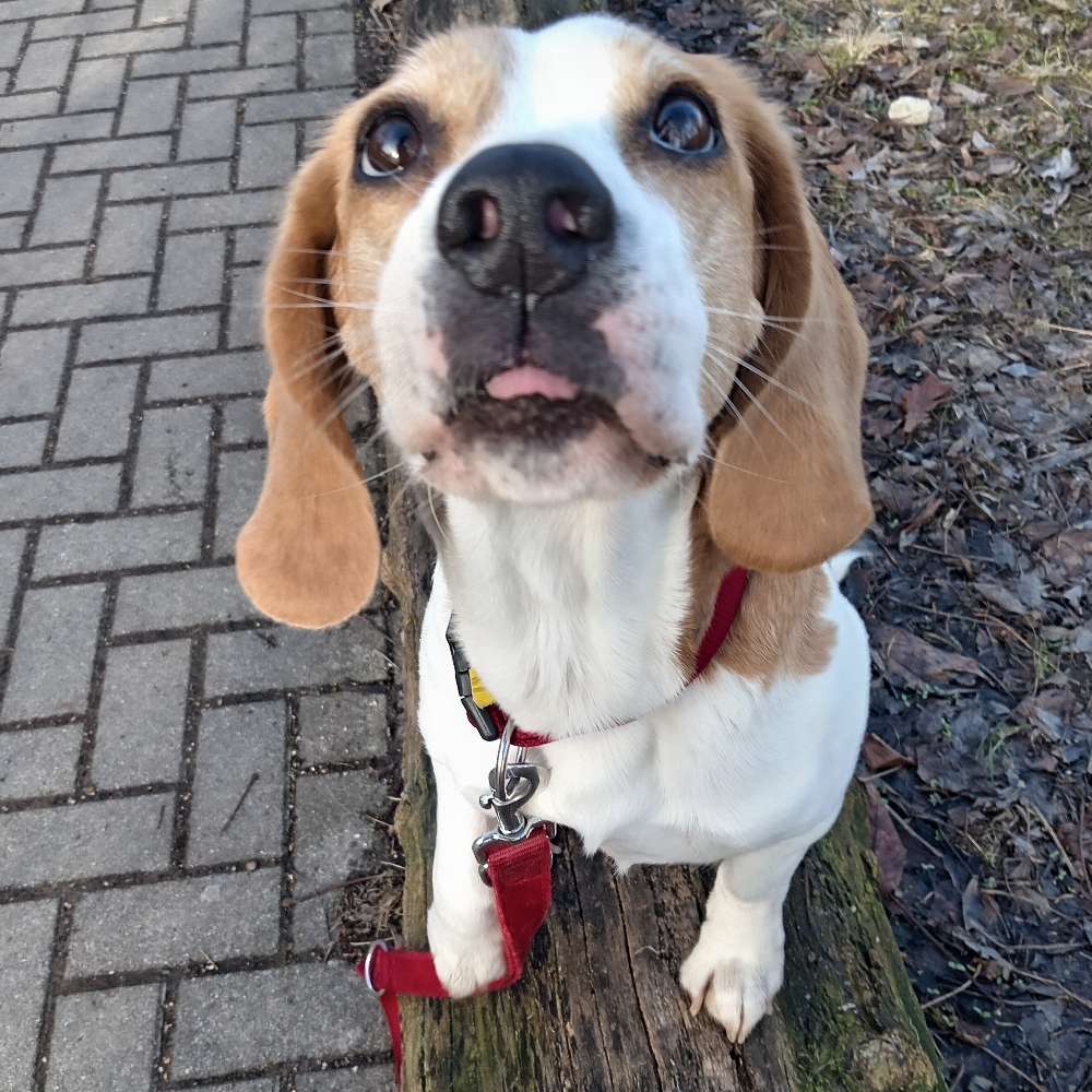 Hundetreffen-Ich suche Mitglieder für meine HundeGruppe spielen / trainieren-Profilbild