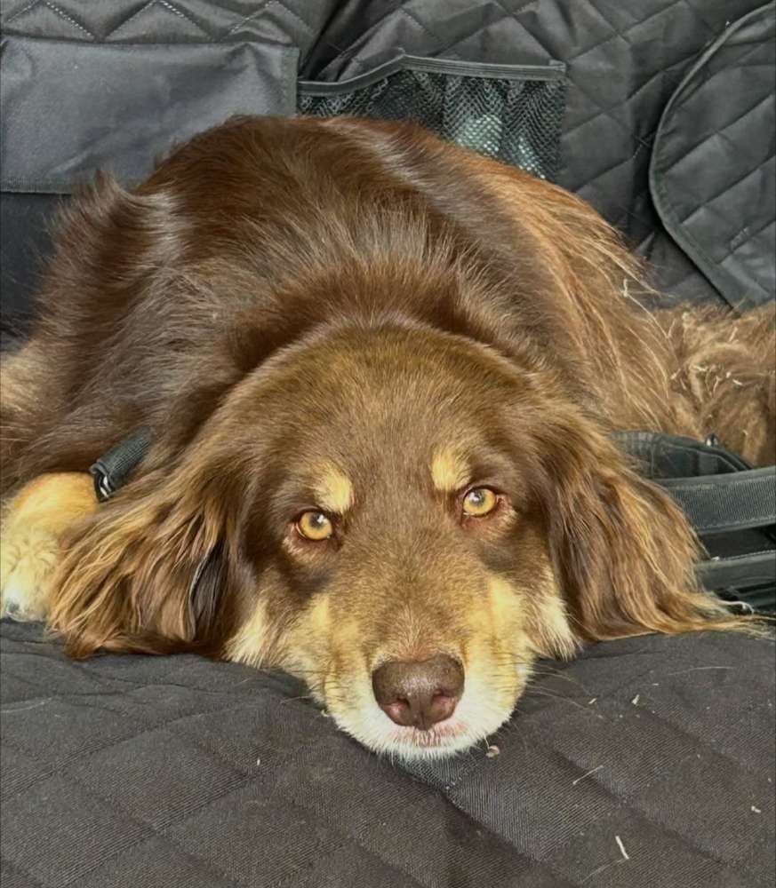 Hundetreffen-Hundebegegnungen üben in der Region Burgdorf-Profilbild