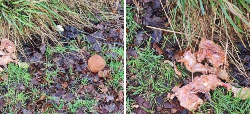 Giftköder-Giftköder-Profilbild