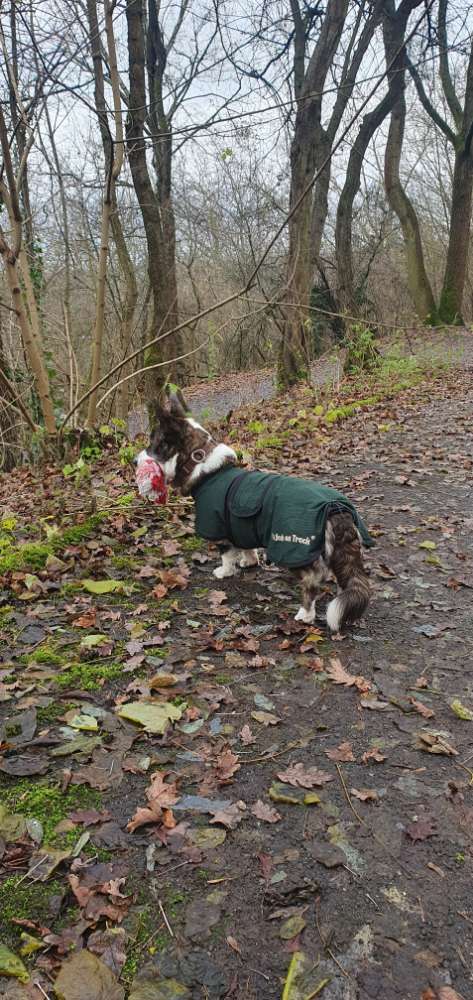Hundetreffen-Ruhig zusammen unterwegs sein-Profilbild