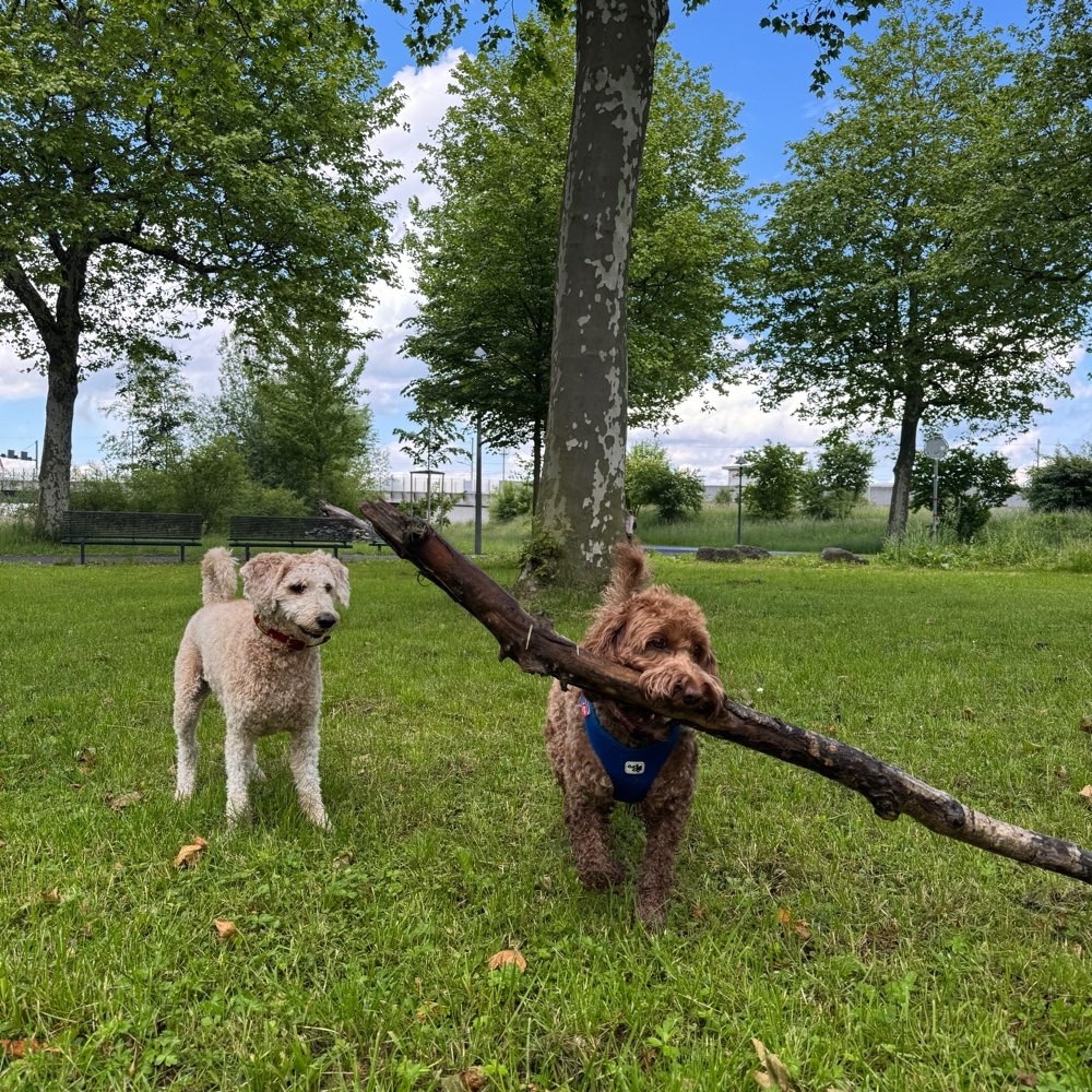 Hundetreffen-Garnhänki Stansstad-Profilbild