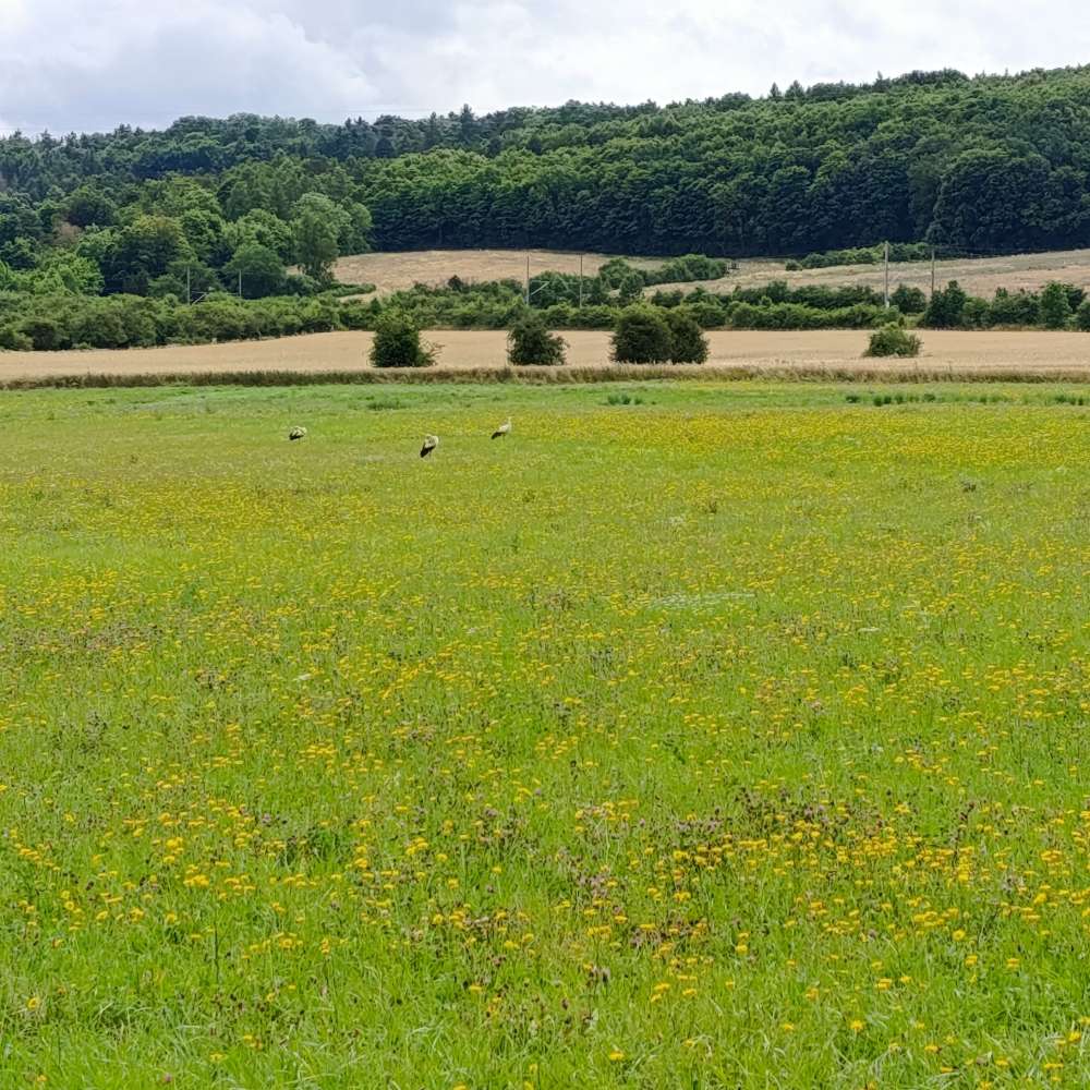 Hundetreffen-Spielkameraden in Gotha gesucht-Profilbild