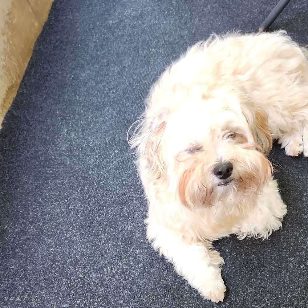 Hundetreffen-Spielen mit gleichgesinnten-Profilbild