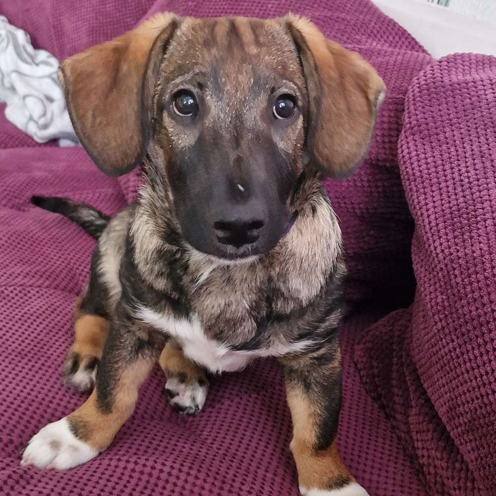 Hundetreffen-♡Wir suchen Spielkameraden♡-Profilbild