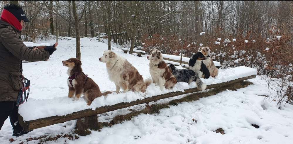 Hundetreffen-Mit Sandra und den Aussis unterwegs😍-Profilbild