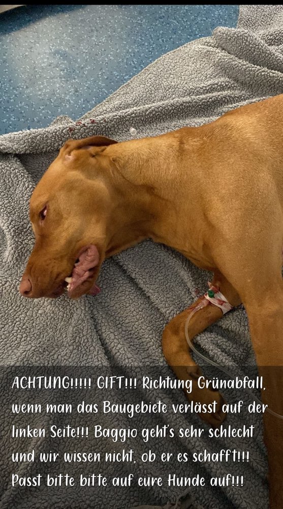 Giftköder-Giftköder-Profilbild