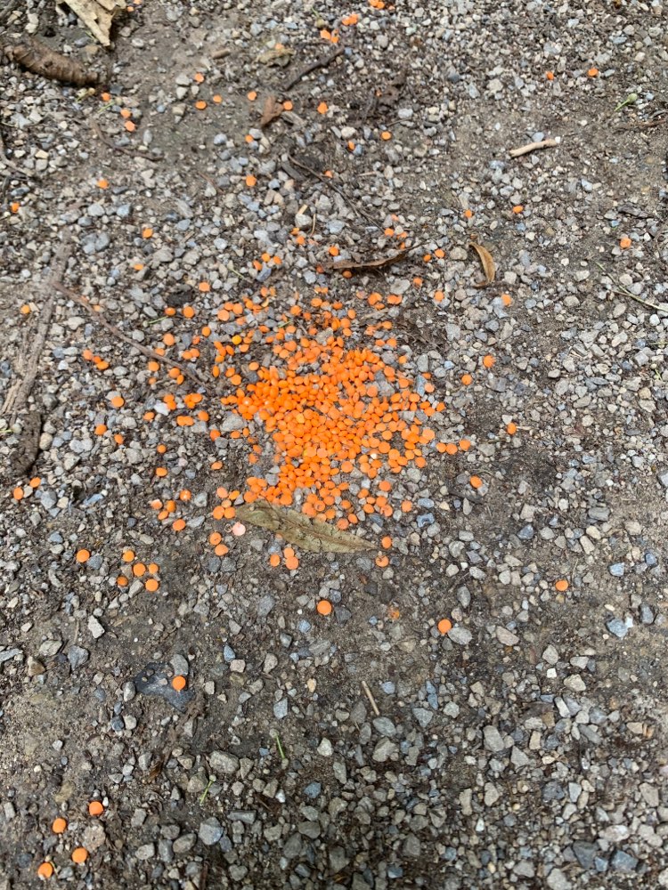 Giftköder-Rote Linsen in Abständen am Wegrand-Profilbild