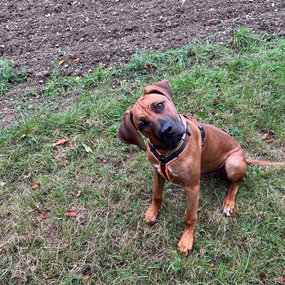 Hundetreffen-Welpentreffen rund um Vettelschoß-Profilbild