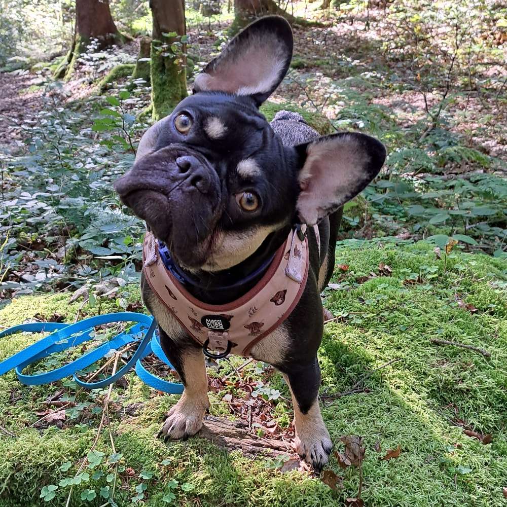 Hundetreffen-Gassirunde um andere Hunde kennenzulernen-Profilbild