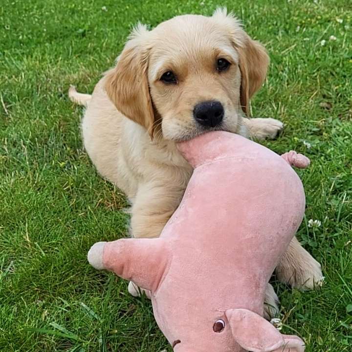 Hundetreffen-Spielfreude gesucht - am liebsten im gleichen Alter-Profilbild