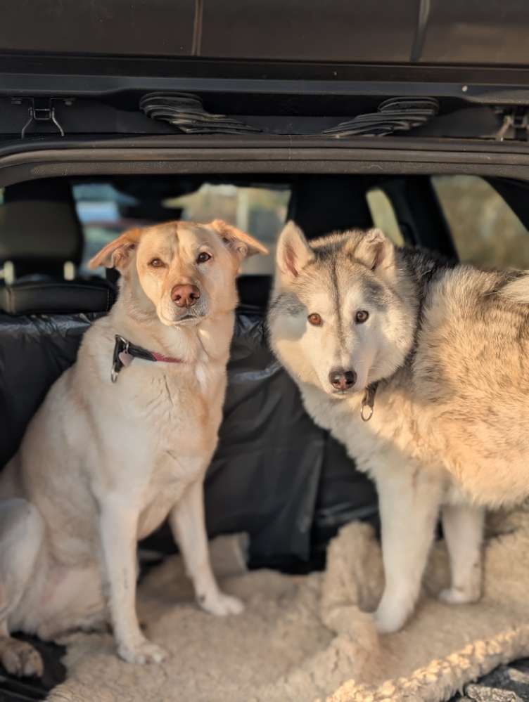 Hundetreffen-Regelmäßige Wandertteffs-Profilbild