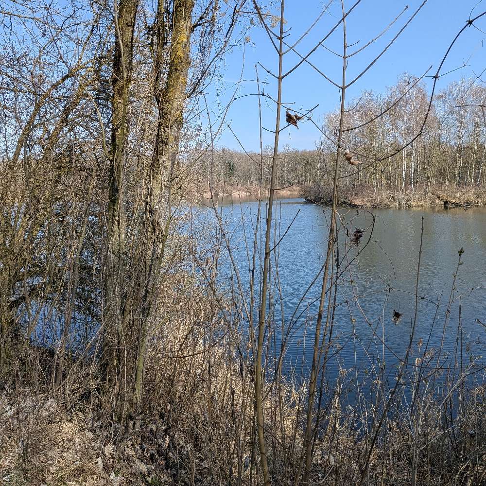 Hundetreffen-Pfuhl/Burlafingen und nähere Umgebung-Profilbild