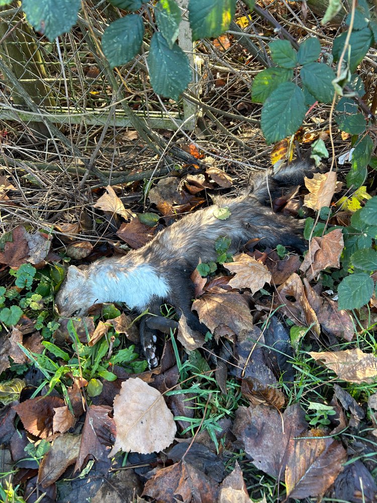 Giftköder-Totes Wildtier-Profilbild