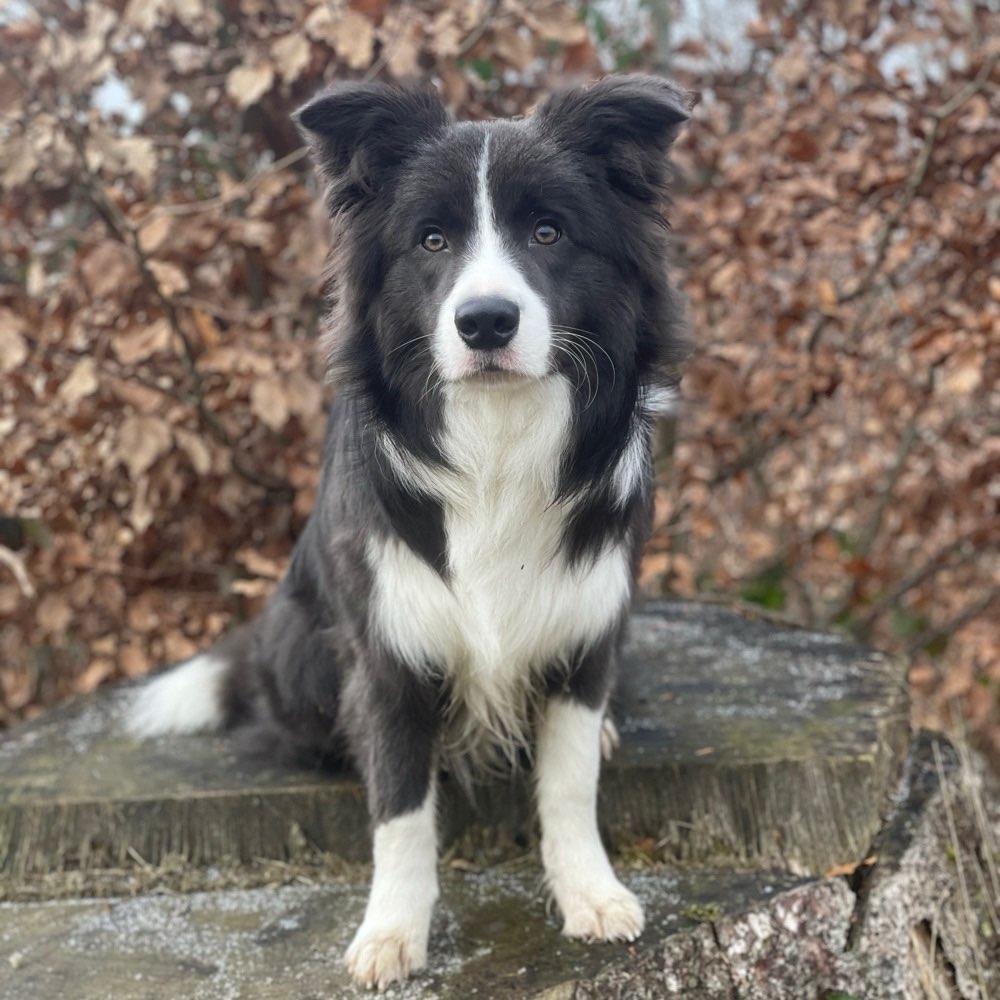 Hundetreffen-Gemeinsames Gassi gehen, gerne auch im Freilauf oder auch zum gemeinsamen trainieren.-Profilbild