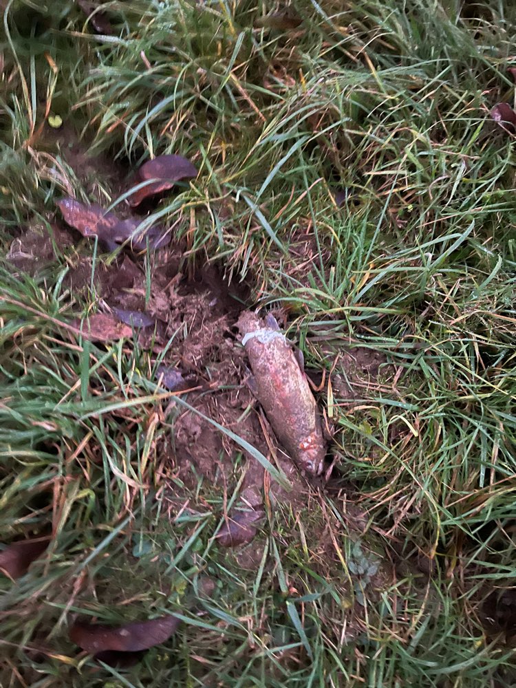 Giftköder-Fisch-Profilbild