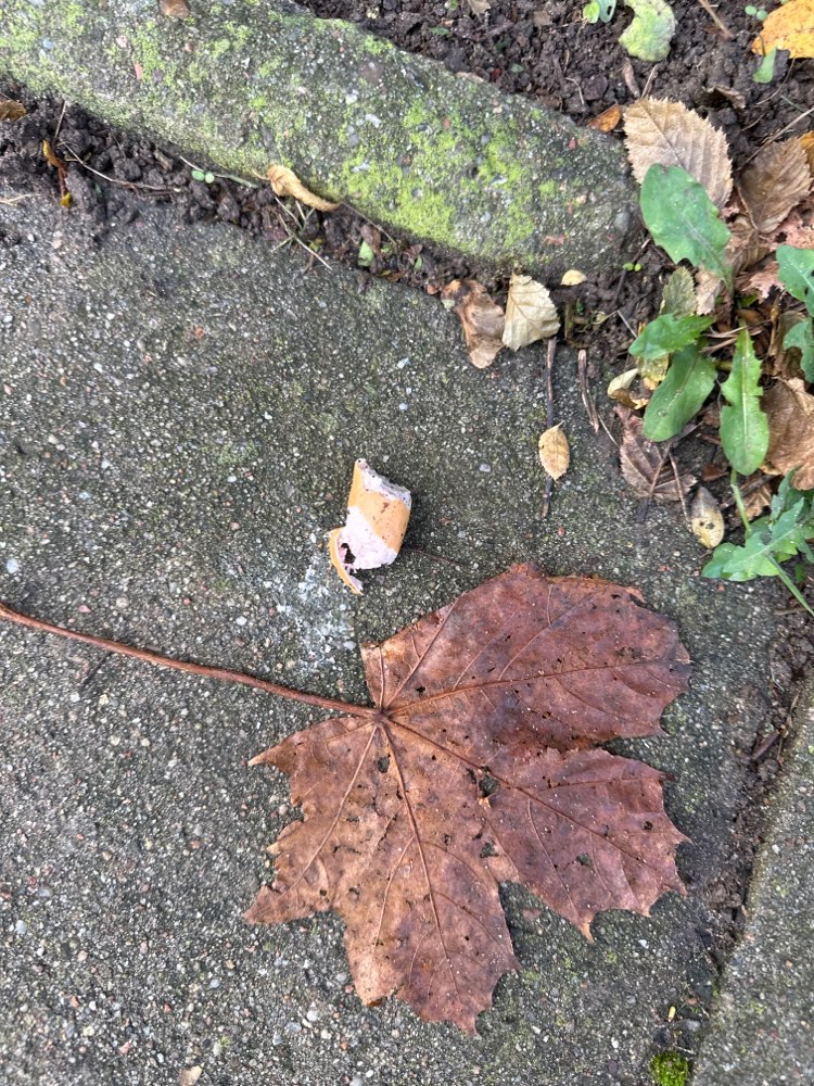 Giftköder-Verdacht auf Giftköder-Profilbild