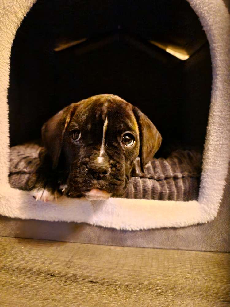 Hundetreffen-Welpentreff-Profilbild