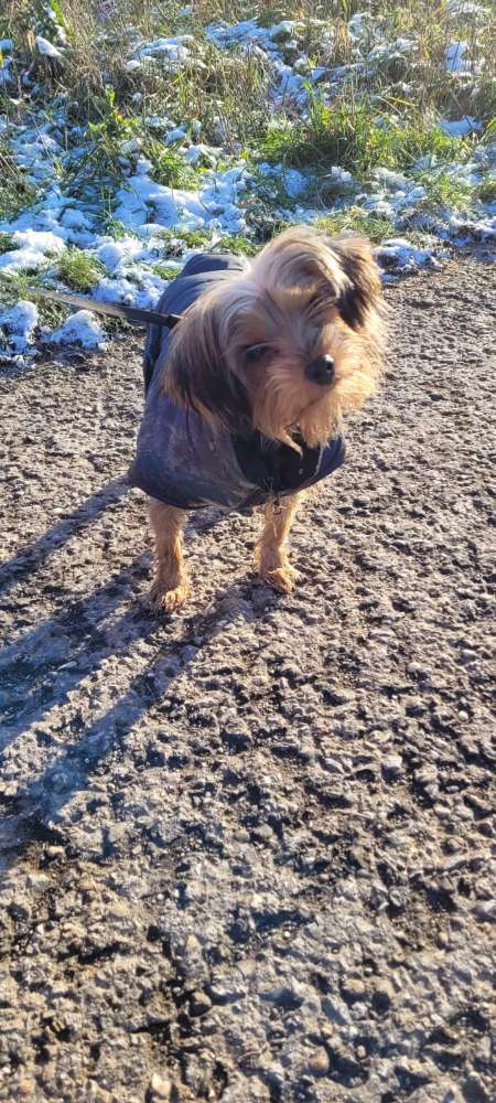 Hundetreffen-Tierschutzhund sucht Spielkameraden-Profilbild