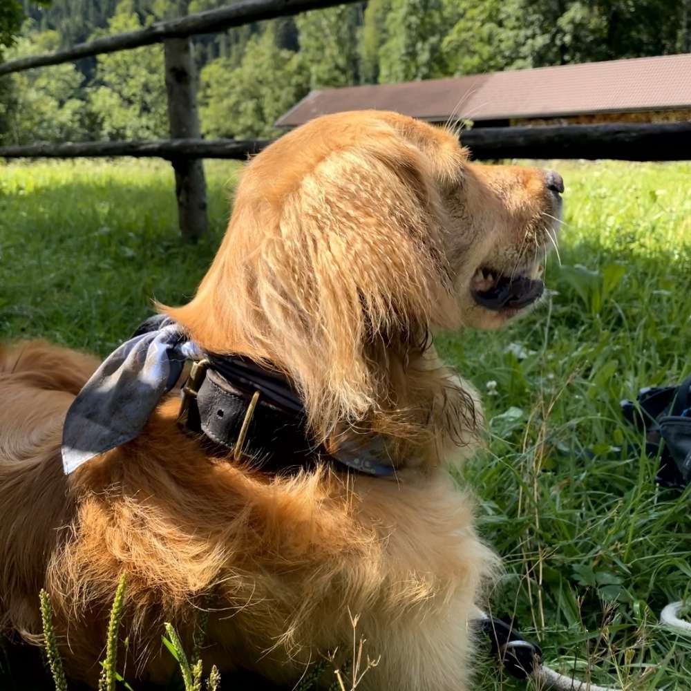 Hundetreffen-Golden Retriever Treffen-Profilbild