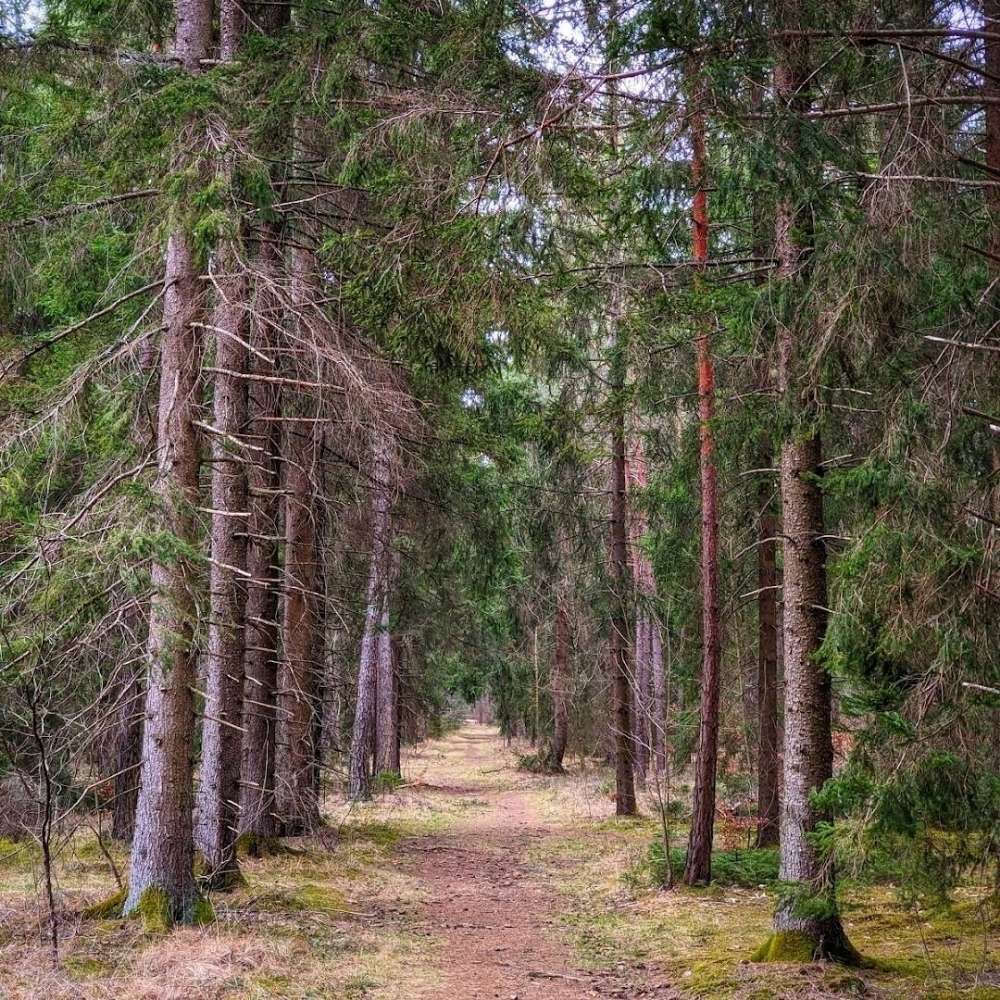 Hundetreffen-Treffen im Berglwald-Profilbild