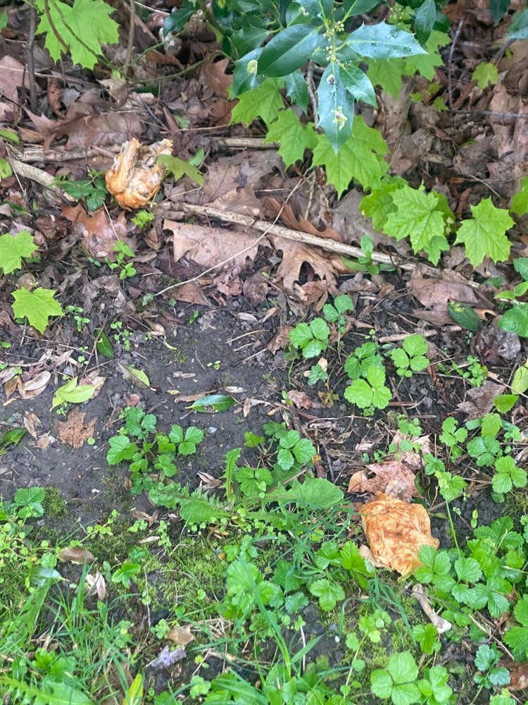 Giftköder-Hähnchenteile-Profilbild