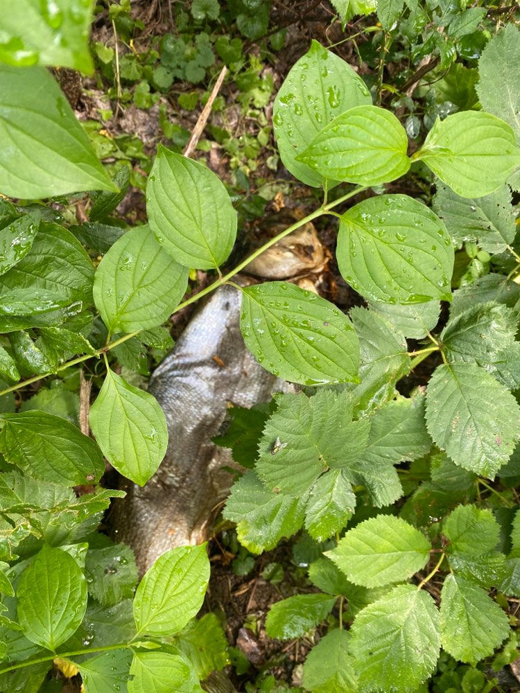 Giftköder-Toter Fisch Ümmingersee-Profilbild