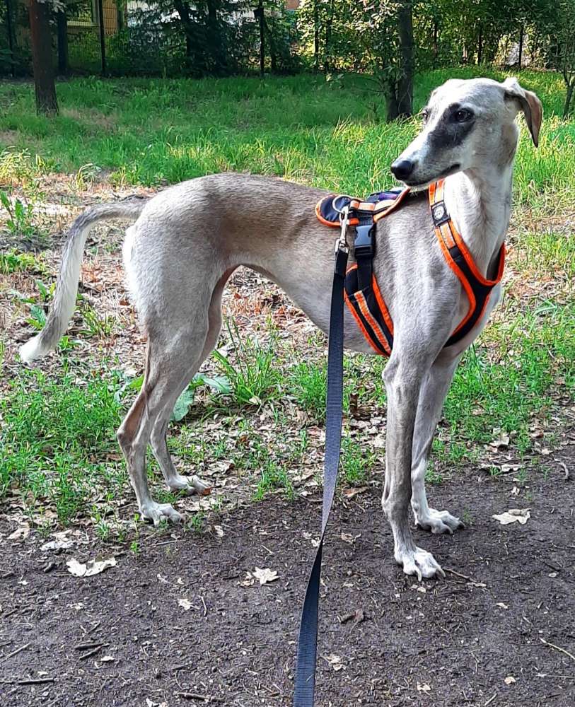 Hundetreffen-Gemeinsame Gassi Runde-Profilbild