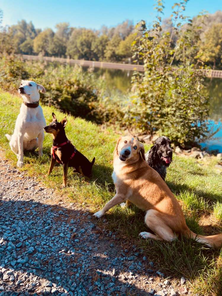 Hundetreffen-Gassirunde-Profilbild