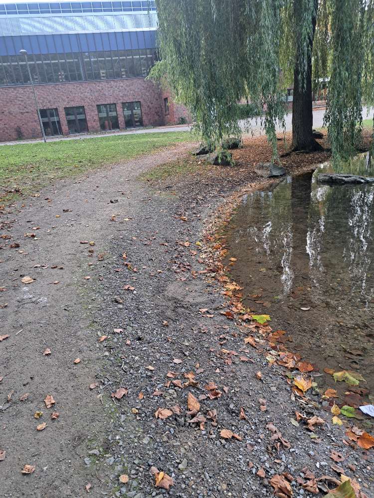 Giftköder-Blaukorn-Profilbild