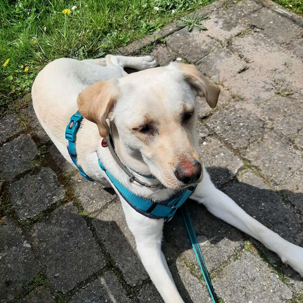 Hundetreffen-Spielen und Toben-Profilbild